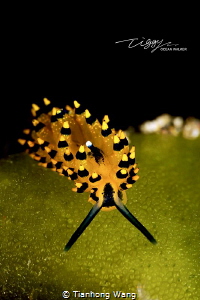 TAOIST
The nudibranch looklike the monk by Tianhong Wang 